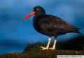 Черный кулик-сорока фото (Haematopus bachmani) - изображение №1027 onbird.ru.<br>Источник: www.allaboutbirds.org